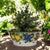 TOSCANA PLANTER: Medium Round Tuscan Lown Bowl Planter 'Ciotolone' - Strong Terracotta indoor/outdoor freeze resistant - LIMONI FONDO MIELE Design