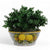 TOSCANA PLANTER: Medium Round Tuscan Lown Bowl Planter 'Ciotolone' - Strong Terracotta indoor/outdoor freeze resistant - POSITANO Design