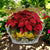 TOSCANA PLANTER: Medium Round Tuscan Lown Bowl Planter 'Ciotolone' - Strong Terracotta indoor/outdoor freeze resistant - POSITANO Design