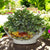 TOSCANA PLANTER: Large Round Tuscan Lown Bowl Planter 'Ciotolone' - Strong Terracotta indoor/outdoor freeze resistant - FRUTTA Design