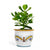 DERUTA PERUGINO: Outlet Special! Indoor-Outdoor Cachepot/Planter (Small)
