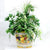 FRUTTA: Round cachepot (Large) - artisticaitalian.com
