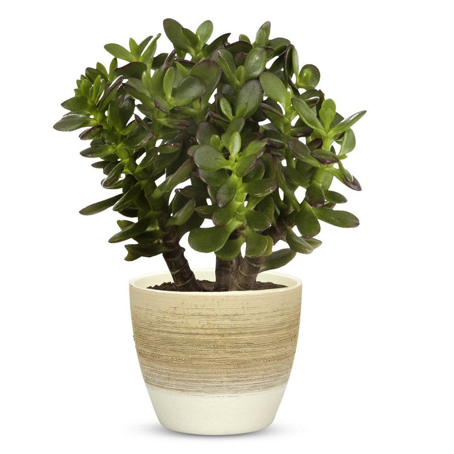 ELEGANTE: Graffito Rustico Vanilla Cream Ceramic Flower Pot Small (5.5" H.) - artisticaitalian.com