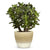 ELEGANTE: Graffito Rustico Vanilla Cream Ceramic Flower Pot Small (5.5" H.) - artisticaitalian.com