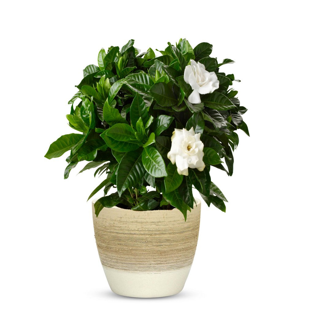 ELEGANTE: Graffito Rustico Vanilla Cream Ceramic Flower Pot Small (5.5" H.) - artisticaitalian.com